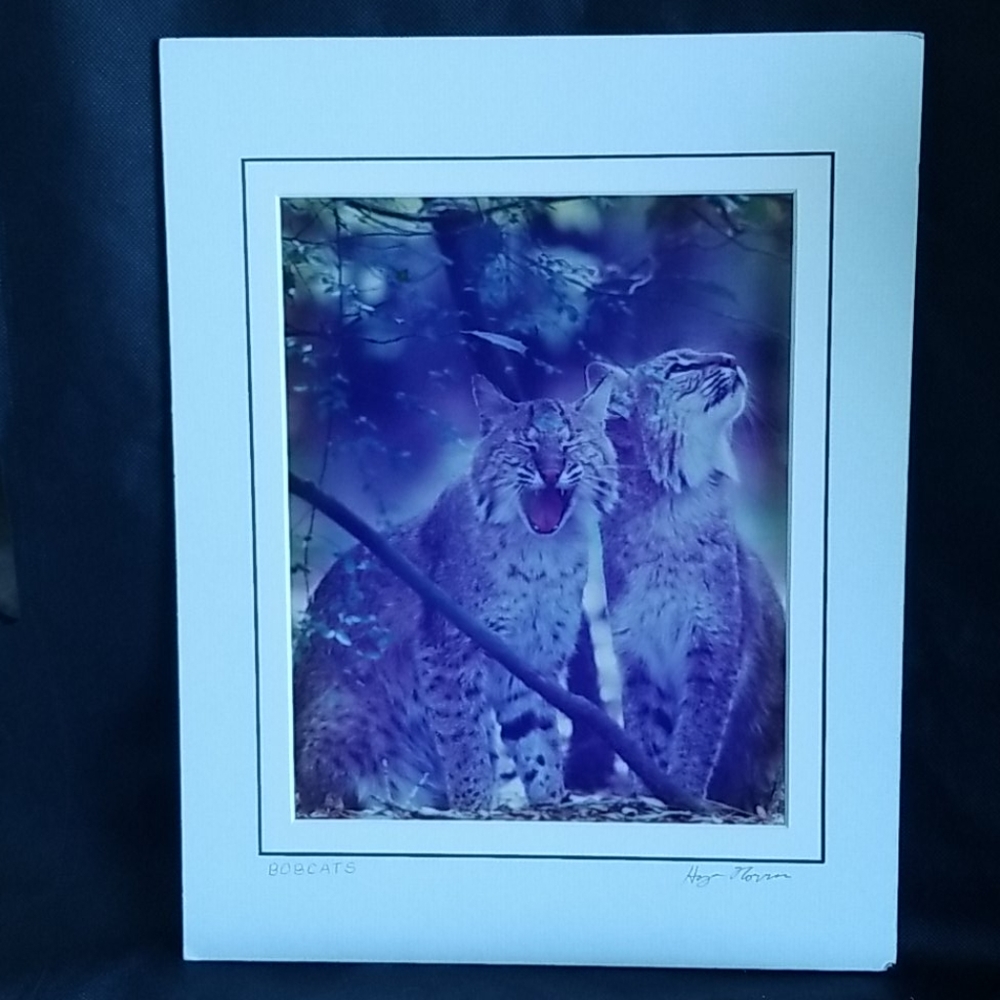 Set of Hayes Norris Matted Signed Wild Cat Photos
